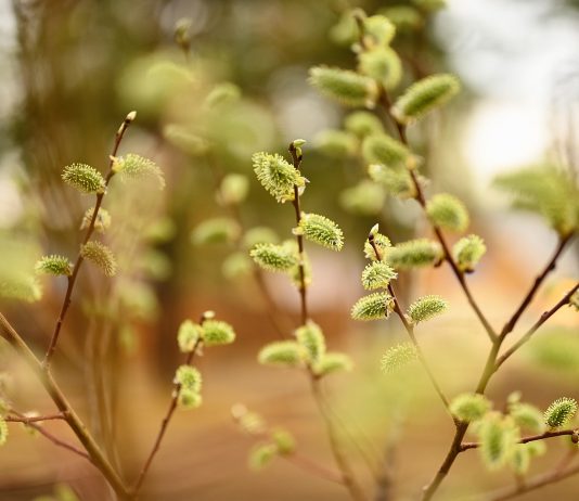 Floriile 2022 – semnificația și tradițiile acestei sărbători importante pentru creștini