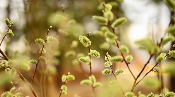 Floriile 2022 – semnificația și tradițiile acestei sărbători importante pentru creștini