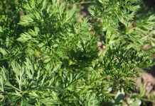 Ceaiul de patrunjel: beneficii si proprietati terapeutice