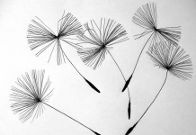 Desene în creion pentru începători: 10 idei de inspirație