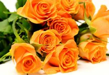 Felicitări zi de naștere: Cele mai frumoase și afectuoase felicitări pentru a împărtăși cele mai sincere urări de ziua de naștere