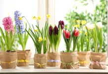 Flori de primăvară: Cele mai frumoase și colorate flori pentru a-ți decora grădina