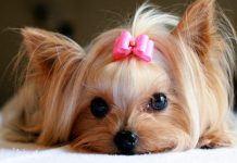 Nume de câini potriviți pentru patrupezii tăi