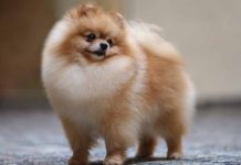 Pomeranian: Tot ce trebuie să știi despre una dintre cele mai populare rase de câini