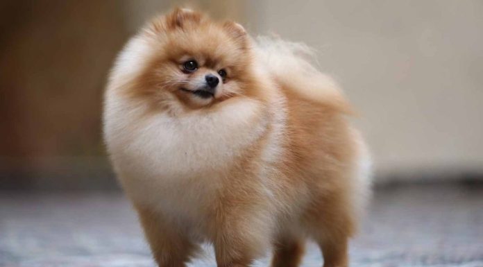 Pomeranian: Tot ce trebuie să știi despre una dintre cele mai populare rase de câini