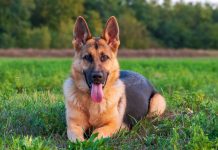 Rase de câini: Descoperă cele mai populare rase de câini și caracteristicile lor distinctive