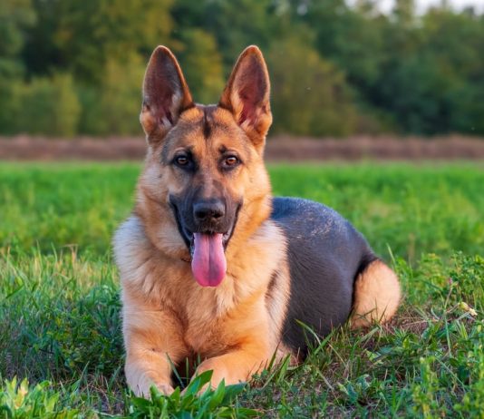 Rase de câini: Descoperă cele mai populare rase de câini și caracteristicile lor distinctive