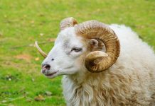Berbec – Afla mai multe despre caracteristicile si trasaturile zodiei Berbec