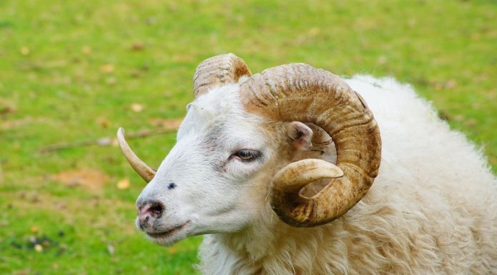 Berbec – Afla mai multe despre caracteristicile si trasaturile zodiei Berbec